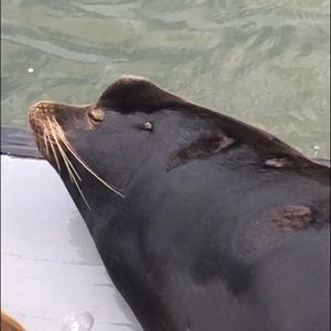 Meet your Posher, Weston